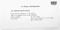 Ustilago bullata image